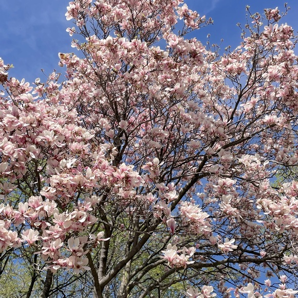 Meet your Posher, Zoe - Picture 1 of 1